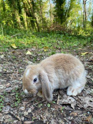 Montevallo Sky's L.L.C. Baby Buns nature walk