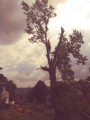 Maple tree removal in Greentree.