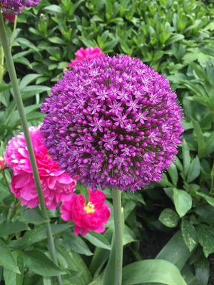 Allium