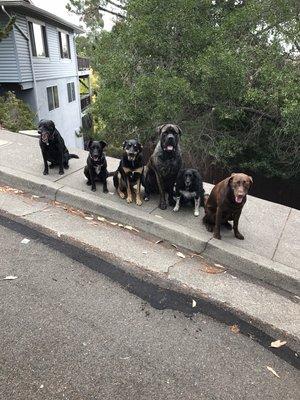 Waiting for load up after San Anselmo dog walk