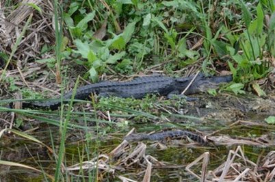 Alligator tour Pompano beach fl Everglades