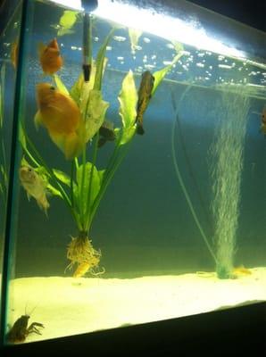 My fish tank & fishes I've boughten like Oscars, parrots, crayfish, pleco, and ciclid.