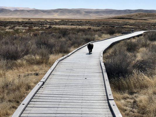 My doggie on the boardwalk.