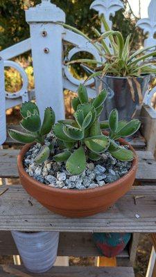 My bear paws have doubled in size since being replanted