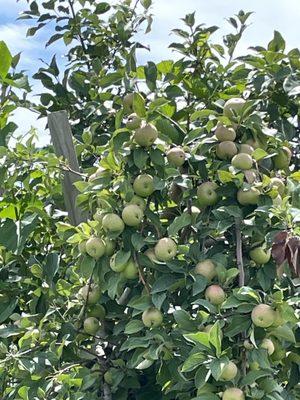 Apples not ready to pick yet.