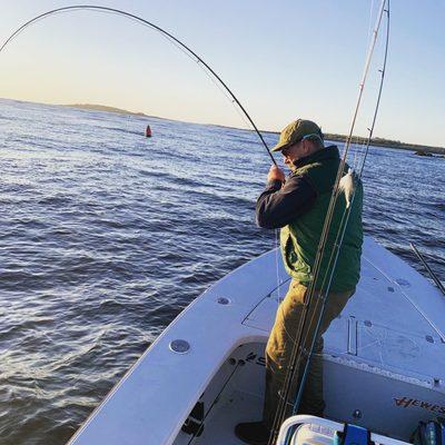 A muscular striped bass puts a good bend in a fly rod.