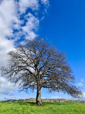 Oak tree