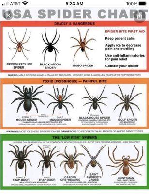 Spiders