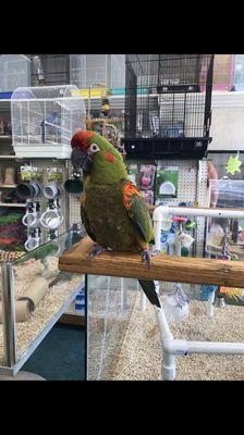 Female parrot who's ripping out her feathers