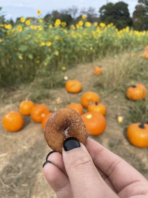 Mini cider donut