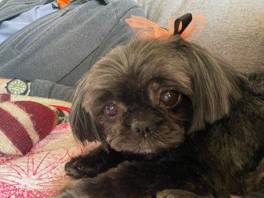 Happy Halloween haircut.