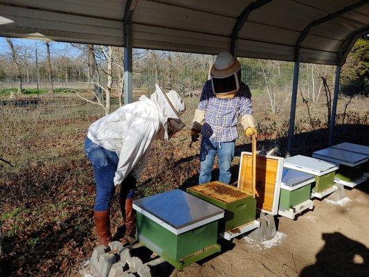 Honey bee colonies for agricultural tax valuation.