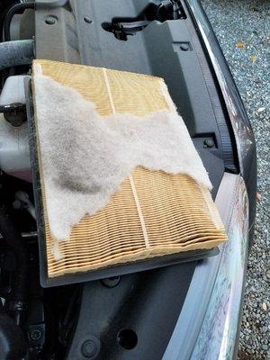 The air filter - not checked - note the primary white filter guard torn off