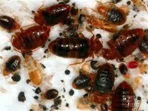 Stages of Bed Bugs