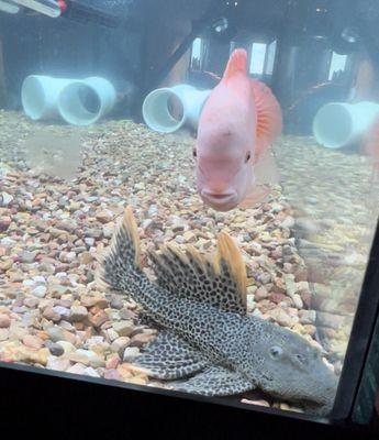 Leopard Cactus Pleco