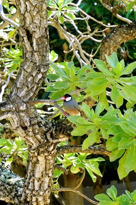 Java Sparrow.