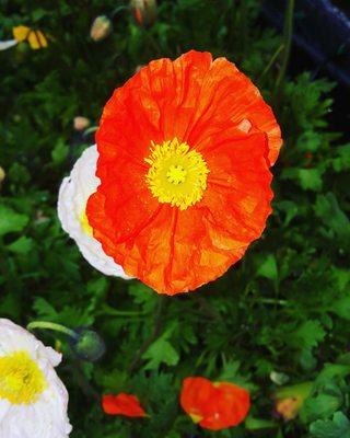 Beautiful flowers in Walmart garden center