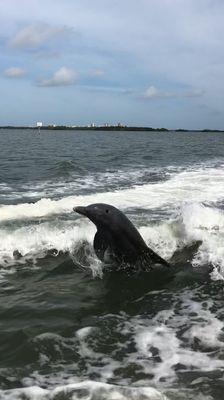 Dolphins where jumping out of water between the guide Justin and us. Amazing!