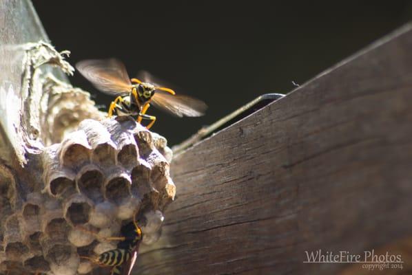 Paper Wasp