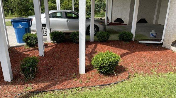 More bushes not trimmed and weeds not pulled / killed.