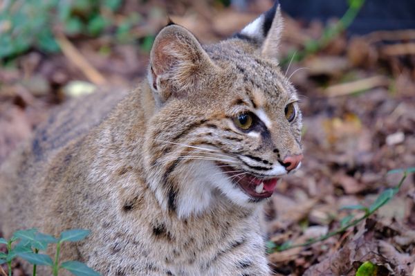 This is Evi the bobcat. Ask about going "behind the scenes" and interacting with her.