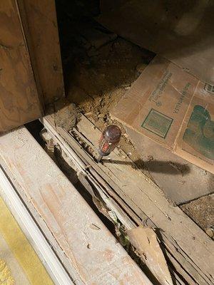 Termite damage at basement window frame