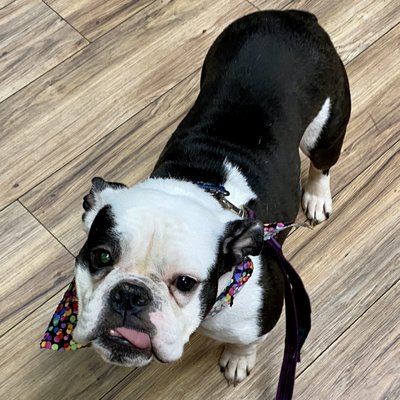 Clean and good-smelling Olive with her bandana!