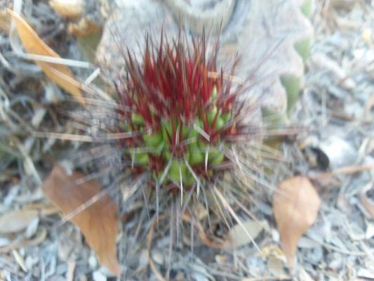 Organ Pipe Cactus