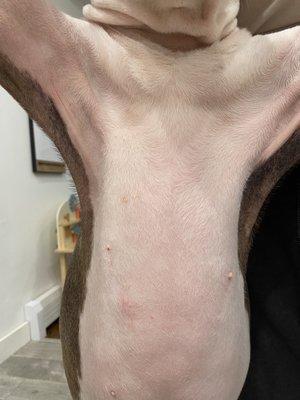 Animal Allergy and Dermatology Clinic