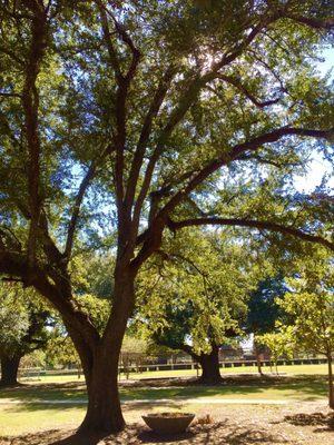 Fall time at the park