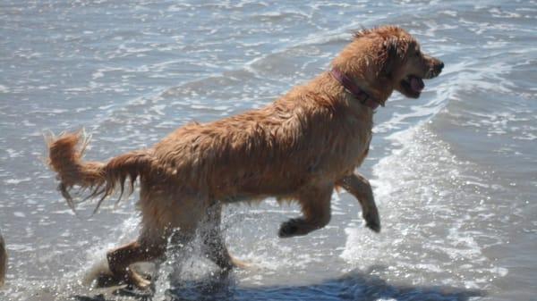 Luke having fun at a Beach "Pawventure"