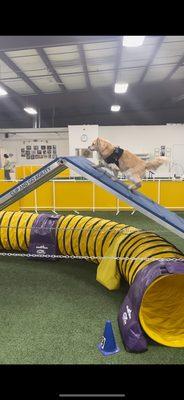 Beginners agility class with @moosedistilled