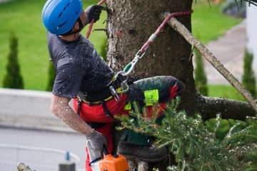 Tree Cabling