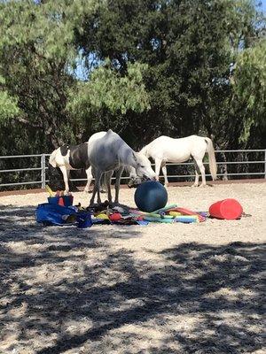 Equine Therapy