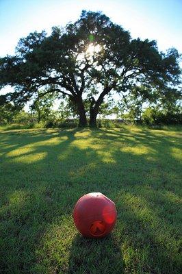 Dog Park at Big Oaks Kennel