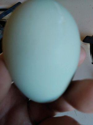 My gorgeous Easter Egger chicks from West Ajo have begun laying! Awesome chicks become awesome egg layers.