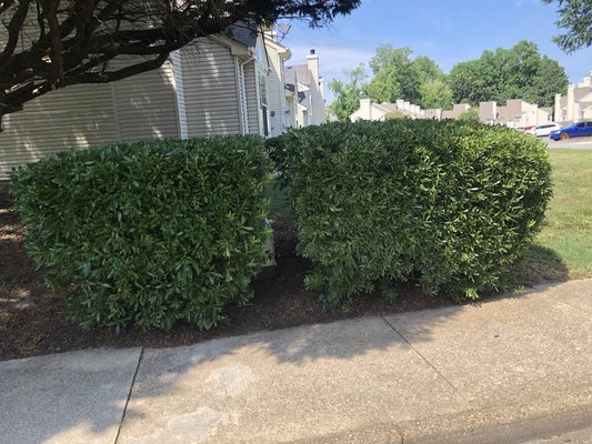 Trimmed Bushes