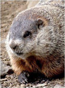 Groundhogs like to burrow under decks and sheds, creating holes and making messes, contact us to get your problem taken care ...