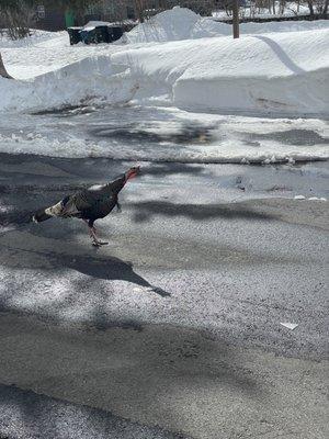 Wild turkeys in the parking lot, free entertainment