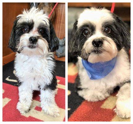 Jackson came in for a groom with Jennifer today!  He is such a cutie-patootie!