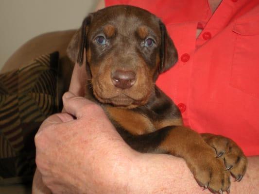 Roxie's red/rust male, born Feb. 24th. Available