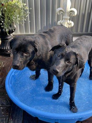 CMC Dog Training and Boarding