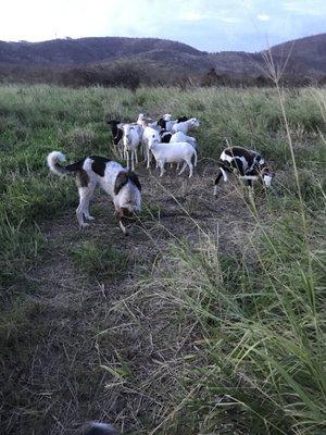 Final size, about the size of a sheep. (this photo is of a Lovetree guard dog on another farm.)