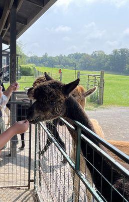 WestPark Alpacas