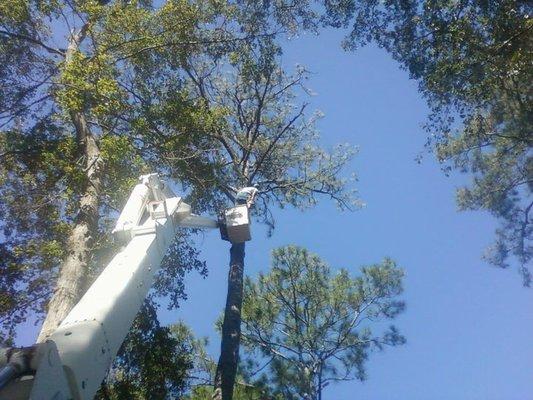 Maple Leaf Tree Service