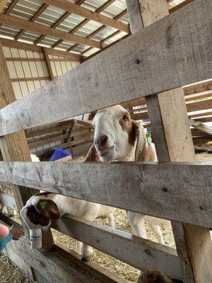 Barn animals!