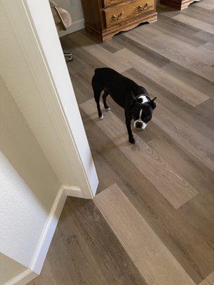 Oliver inspecting the new floors