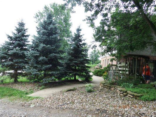 Front of yard and walk way