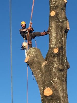 Schmitt Tree Service