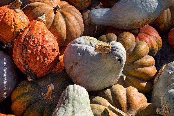 Rhinebeck Farmers Market